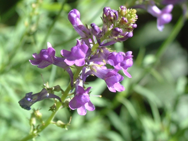 Linaria purpurea / Linajola purpurea